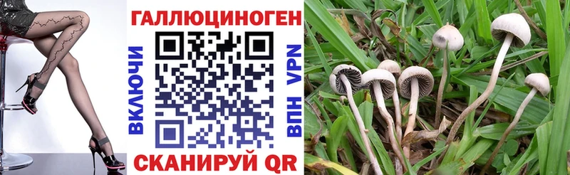 где найти   Обнинск  Псилоцибиновые грибы Psilocybine cubensis 